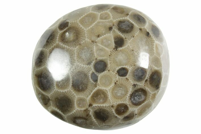 Polished Petoskey Stone (Fossil Coral) - Michigan #348591